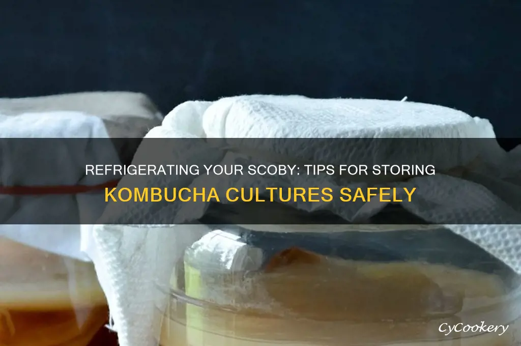 can you refrigerate a scoby