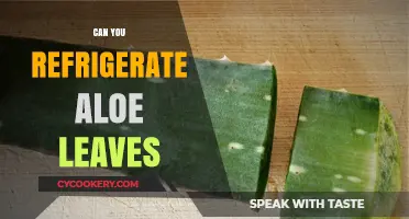 Refrigerating Aloe Leaves: Benefits, Storage Tips, and Best Practices