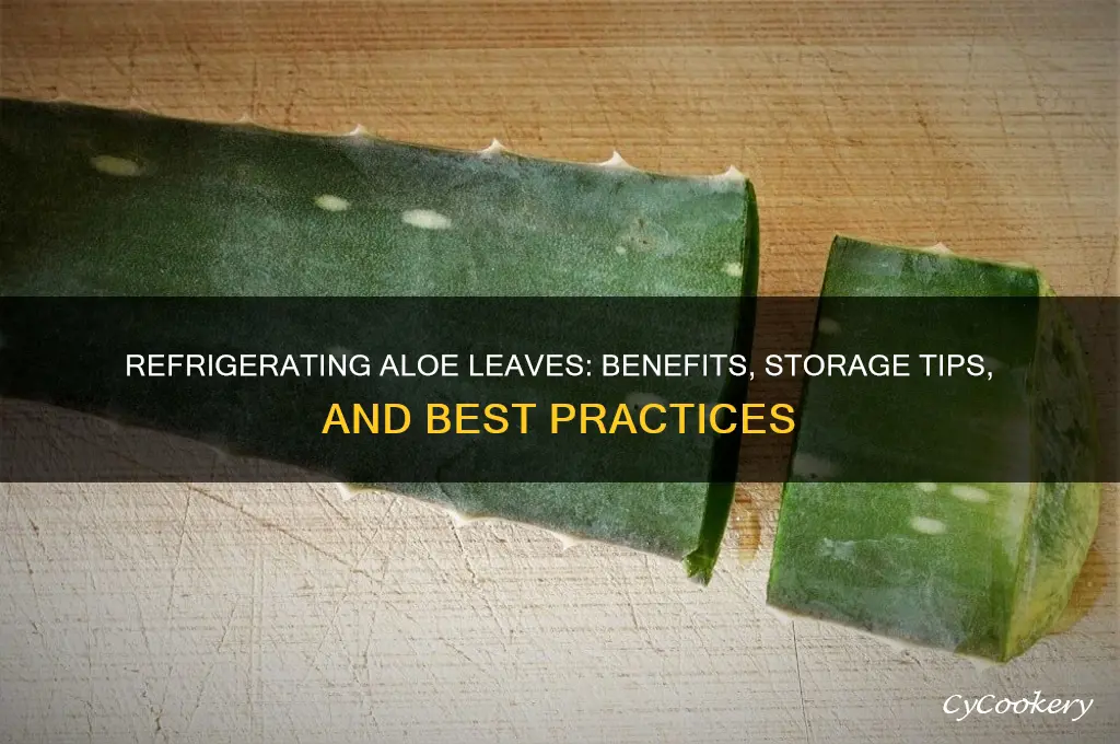 can you refrigerate aloe leaves