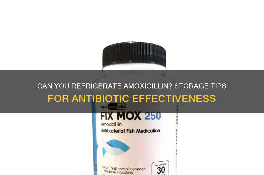 can you refrigerate amoxicillin