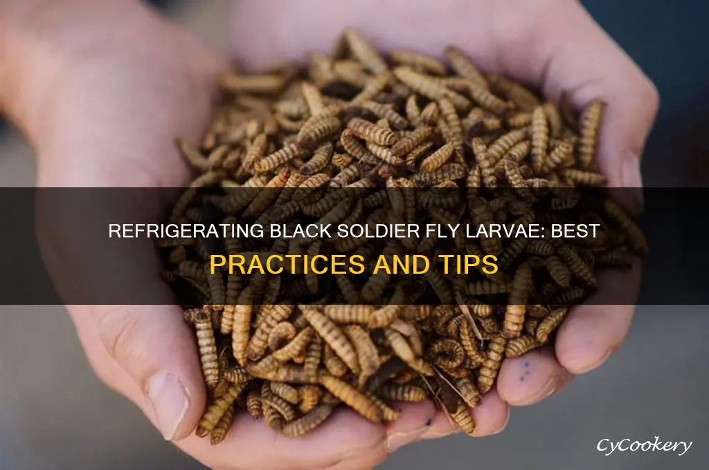 can you refrigerate black soldier fly larvae