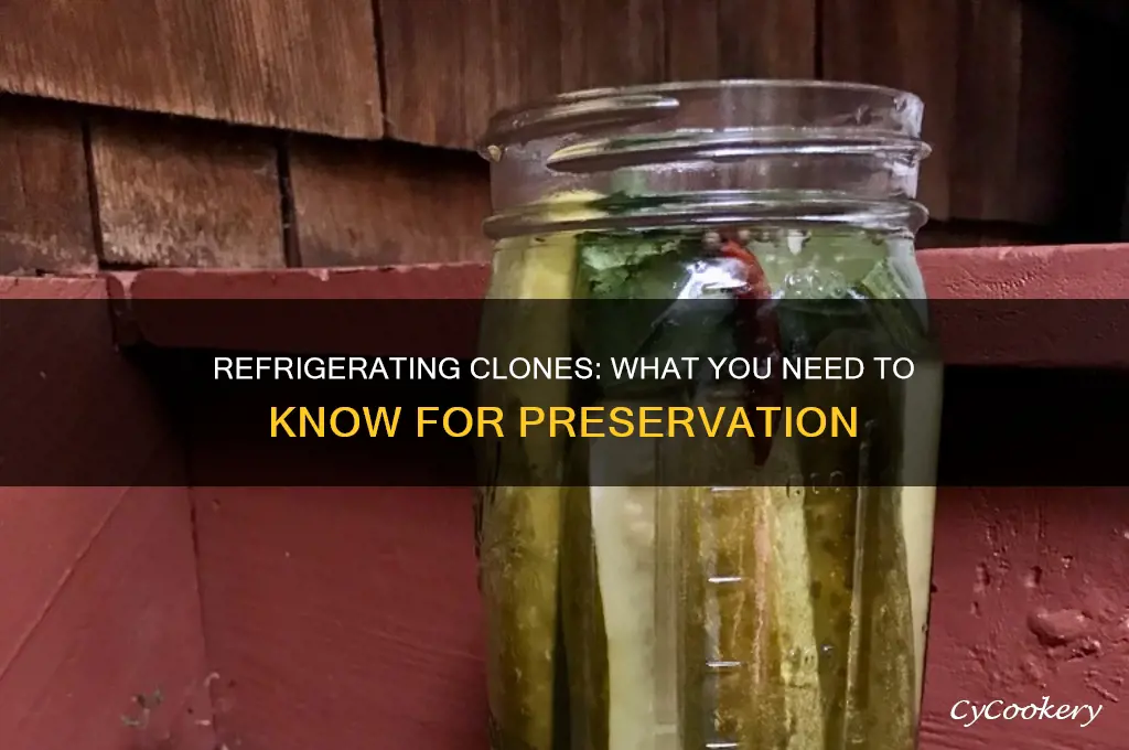 can you refrigerate clones