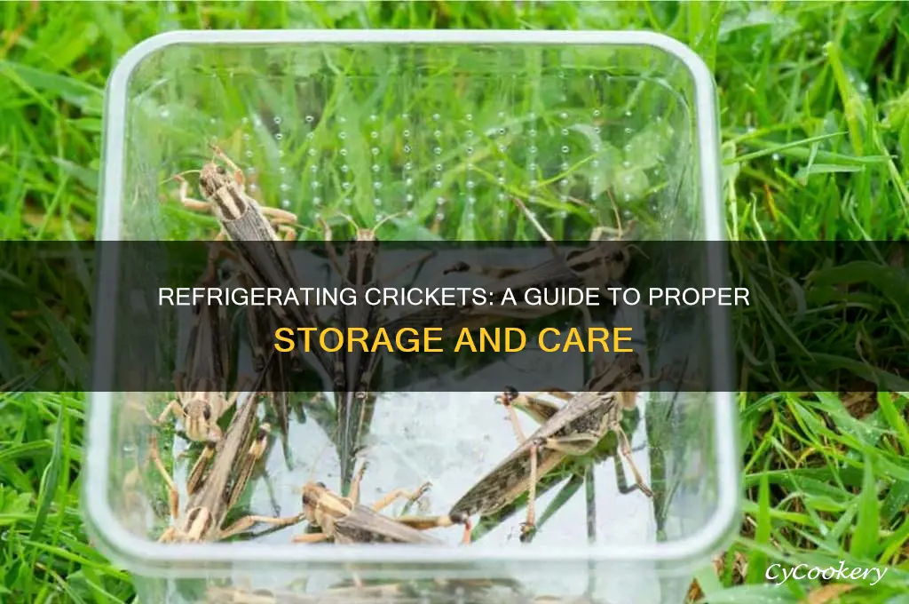 can you refrigerate crickets