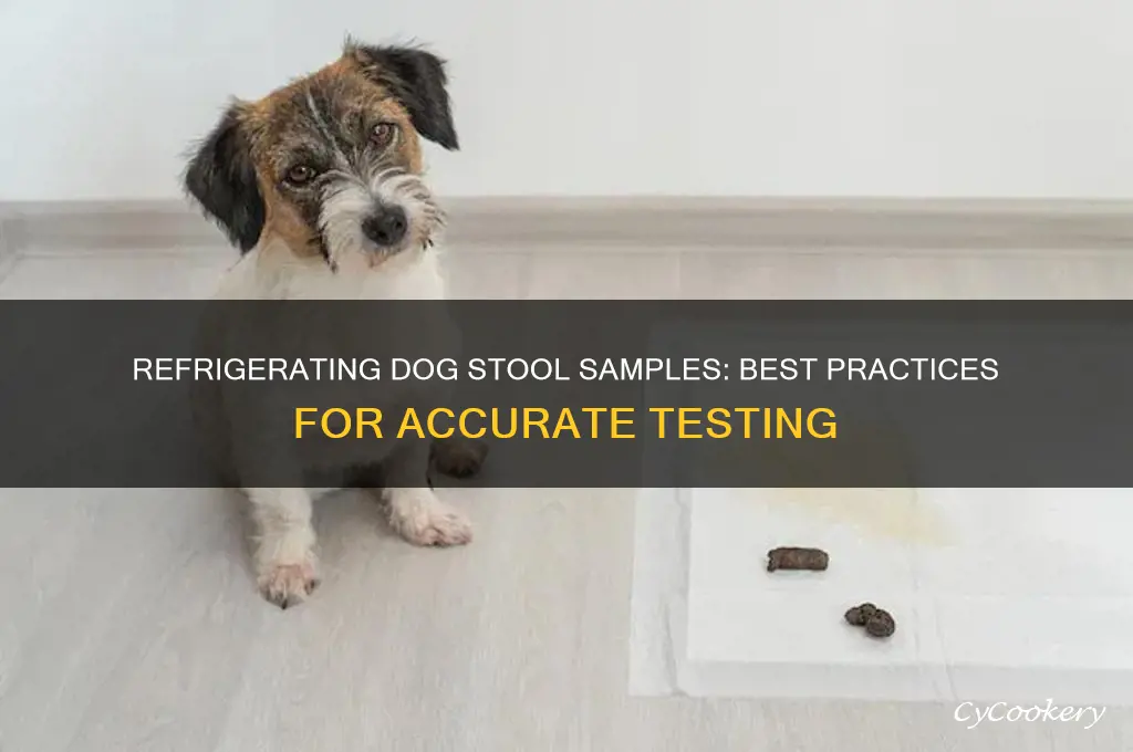 can you refrigerate dog stool sample