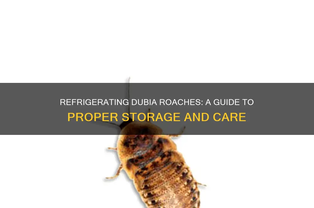 can you refrigerate dubia roaches