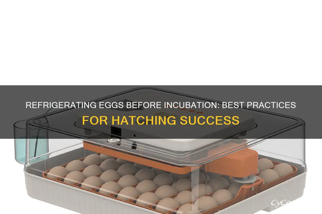 can you refrigerate eggs before incubating