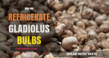 Refrigerating Gladiolus Bulbs: Essential Tips for Healthy Blooming Success