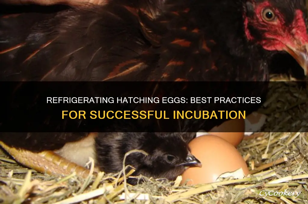 can you refrigerate hatching eggs
