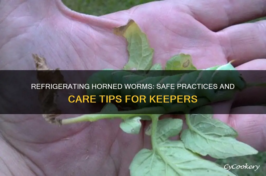 can you refrigerate horned worms