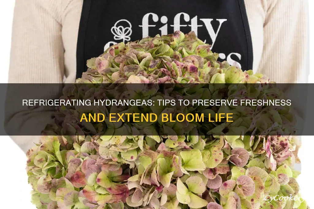 can you refrigerate hydrangeas