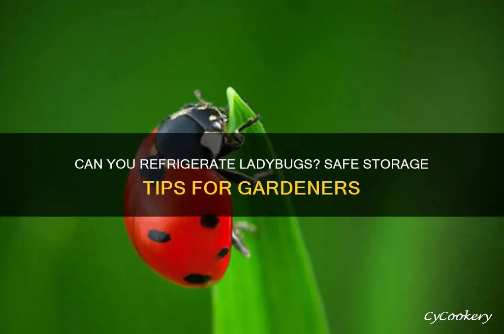 can you refrigerate ladybugs