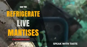 Refrigerating Live Mantises: Safe Practice or Harmful Mistake?