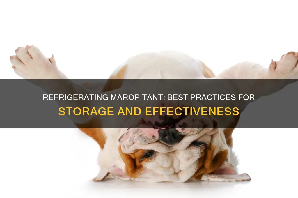 can you refrigerate maropitant