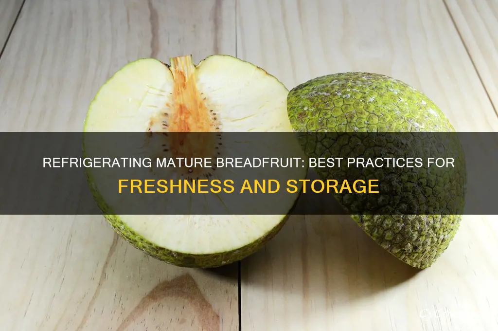 can you refrigerate mature breadfruit