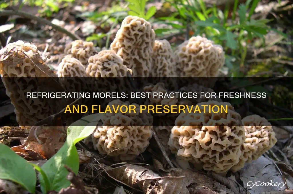 can you refrigerate morels