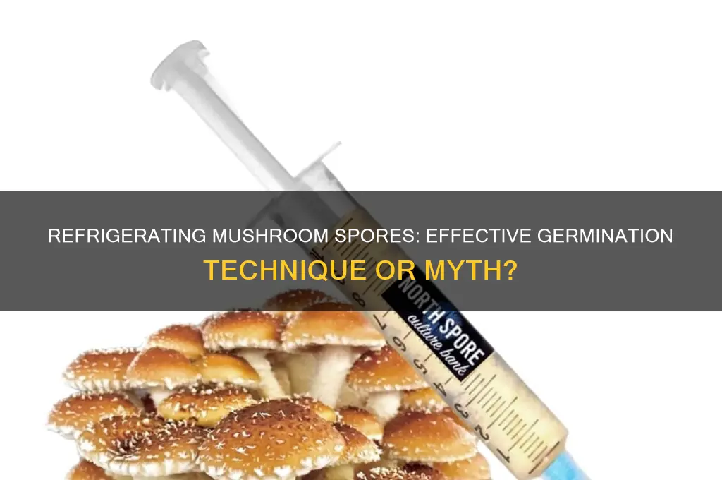can you refrigerate mushroom spores to germinate
