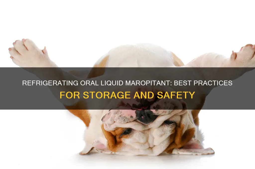 can you refrigerate oral liquid maropitant