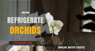 Refrigerating Orchids: A Guide to Proper Orchid Care and Storage