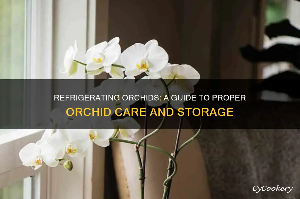 can you refrigerate orchids