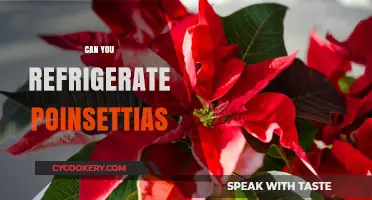 Refrigerating Poinsettias: Tips to Keep Your Holiday Plants Fresh Longer