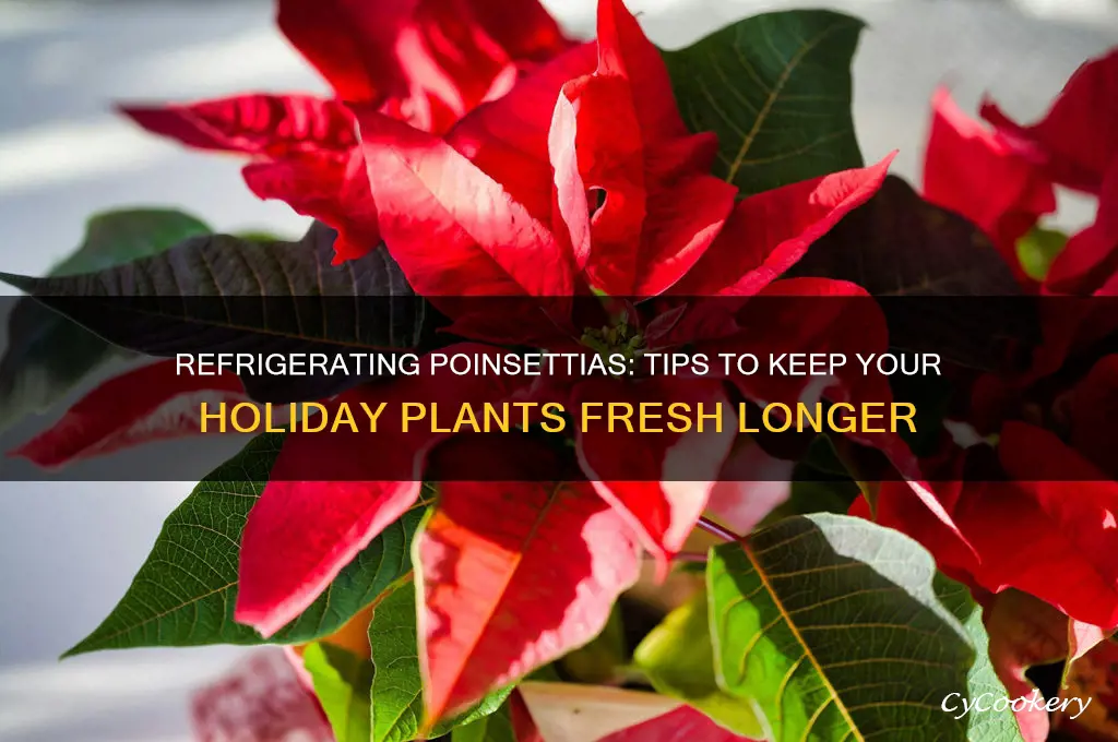 can you refrigerate poinsettias