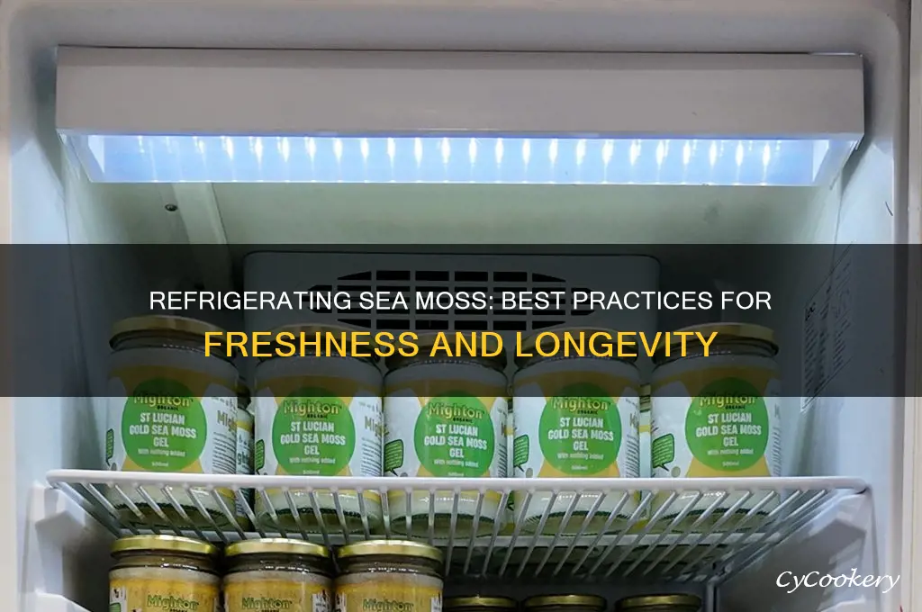 can you refrigerate sea moss