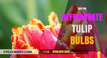 Refrigerating Tulip Bulbs: Best Practices for Healthy Spring Blooms