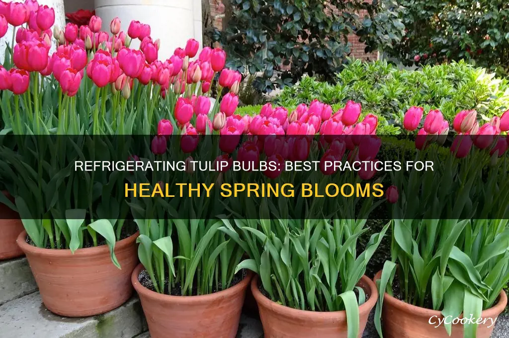 can you refrigerate tulip bulbs