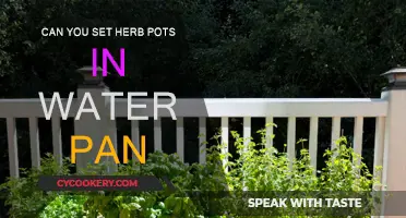 Herbs in Water: The Ultimate Guide to Success