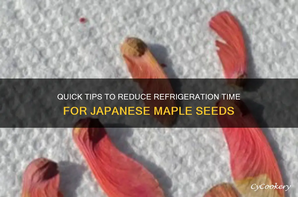 can you shorten the refrigerator time for japanese maple seeds