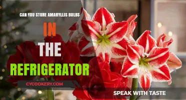Storing Amaryllis Bulbs in the Fridge: A Complete Guide