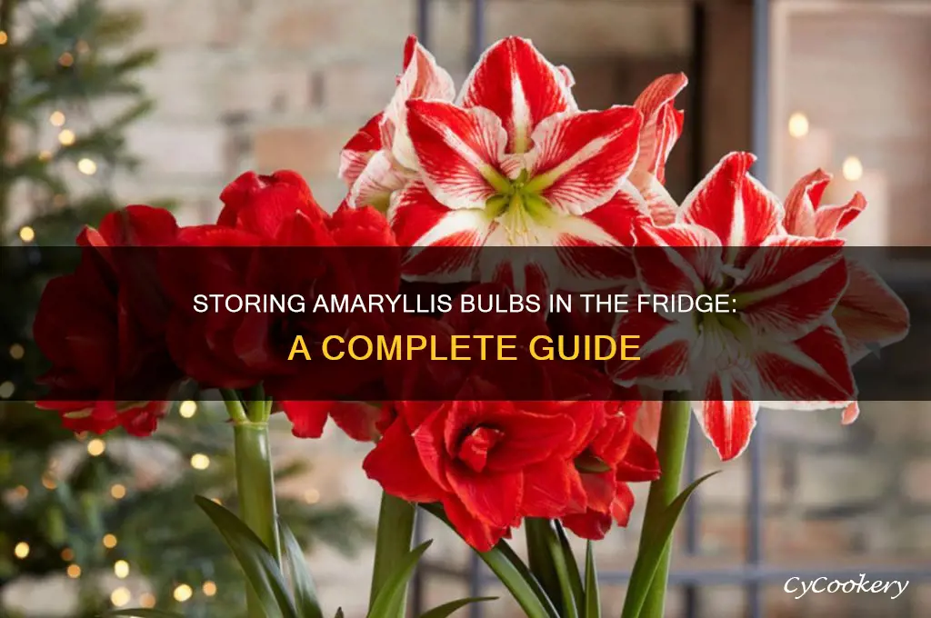 can you store amaryllis bulbs in the refrigerator