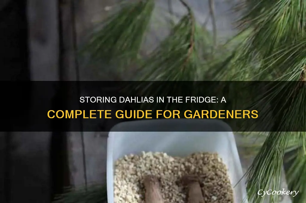 can you store dahlias in the refrigerator
