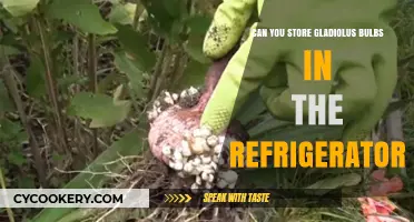 Storing Gladiolus Bulbs in the Fridge: A Complete Guide