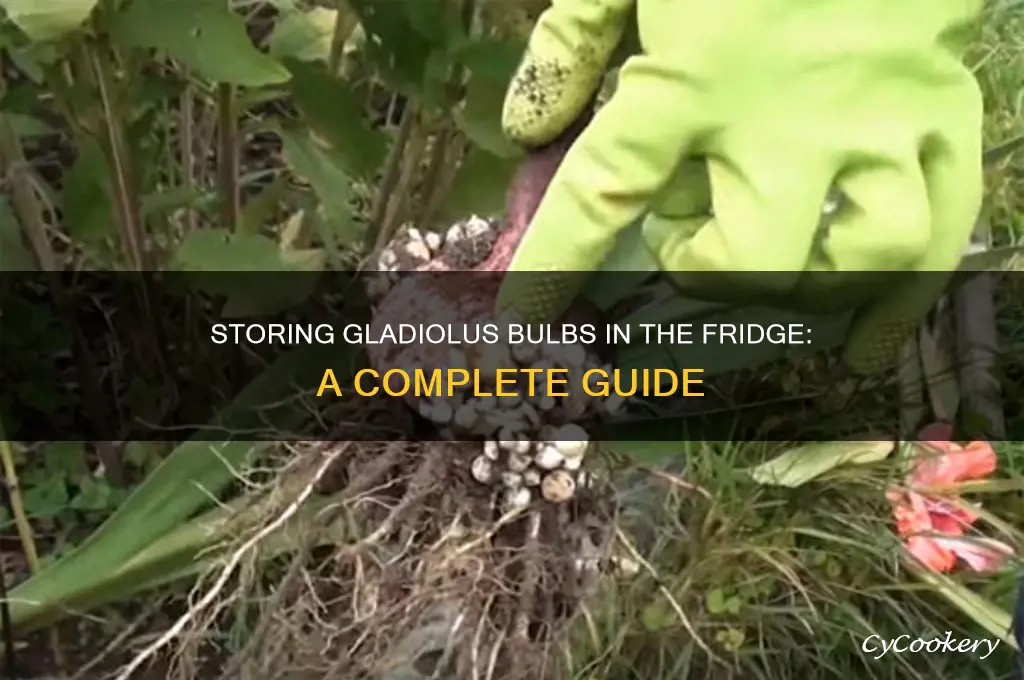 can you store gladiolus bulbs in the refrigerator