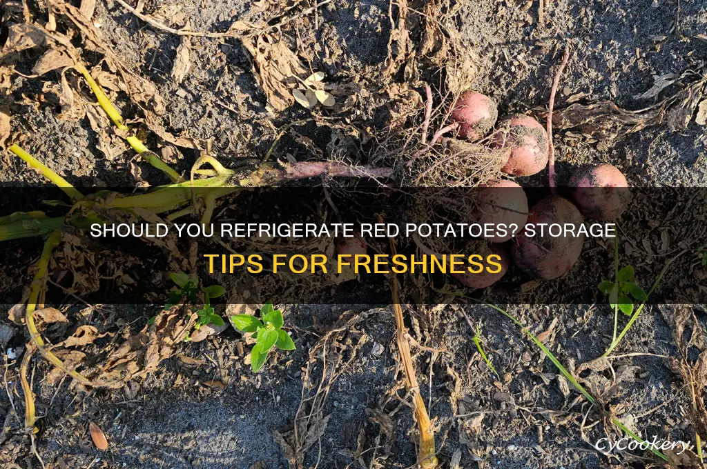 can you store red potatoes in the refrigerator
