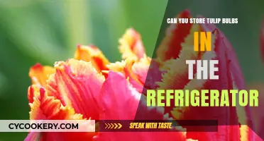 Storing Tulip Bulbs in the Fridge: Best Practices and Tips