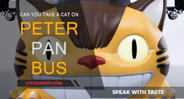 Traveling with Cats: Peter Pan Bus Pet Policy