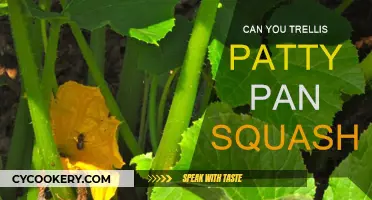 Grow More Patty Pan Squash with Trellising