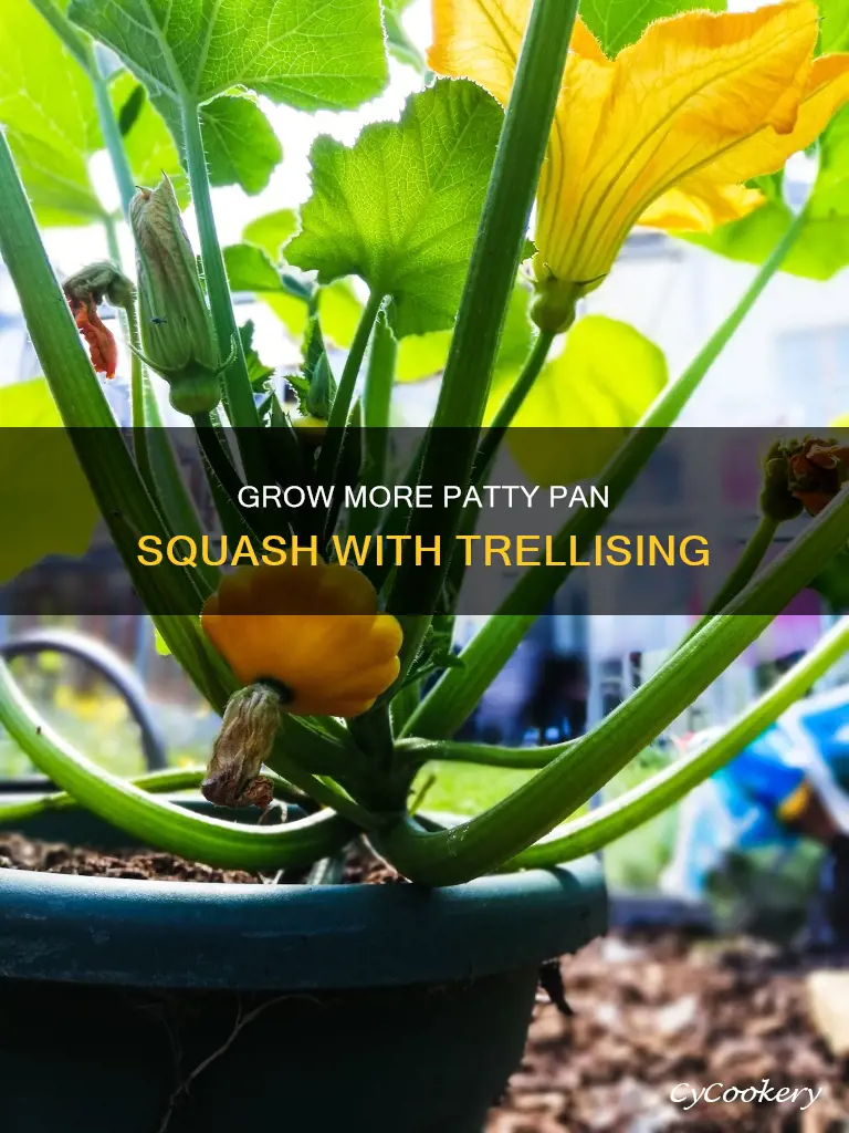 can you trellis patty pan squash