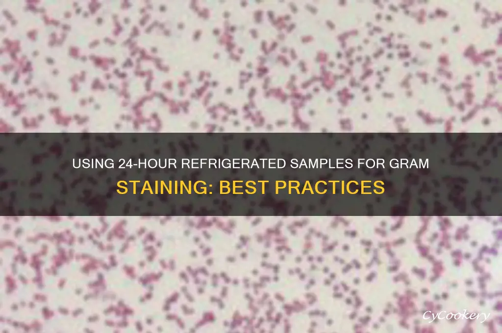 can you use refrigerated at 24 hours on gram stain