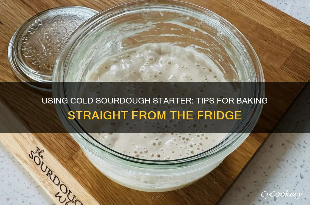 can you use sourdough starter right out of the refrigerator
