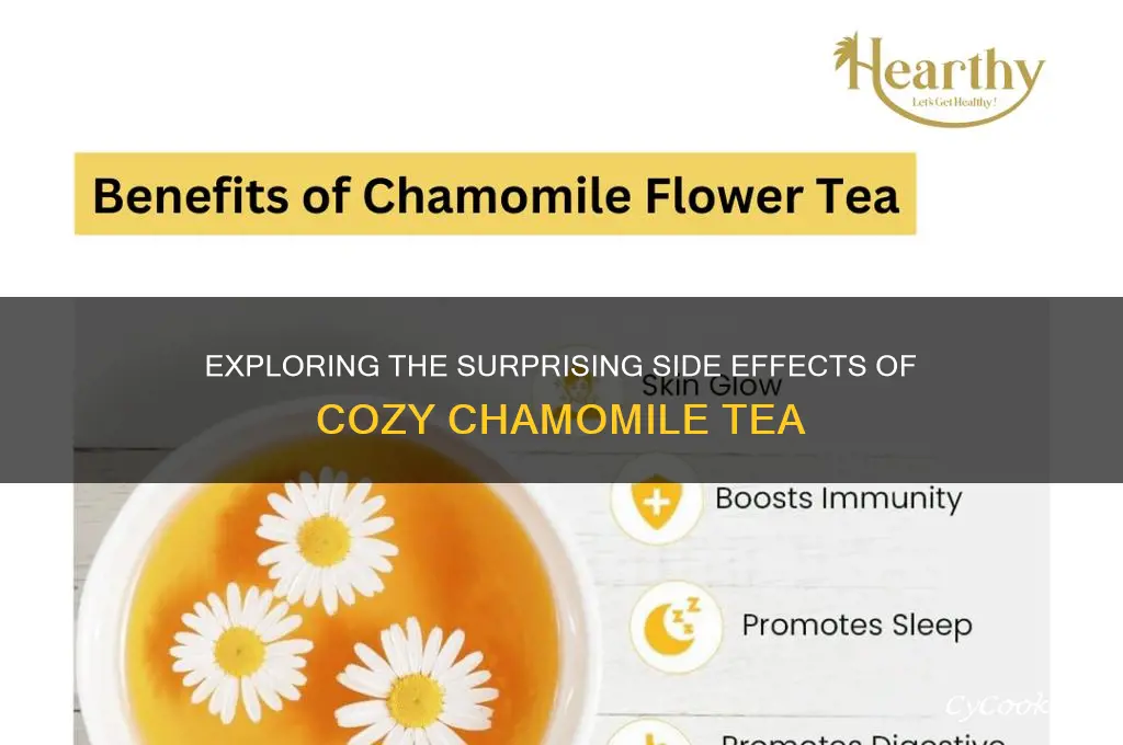 cozy chamomile tea side effects