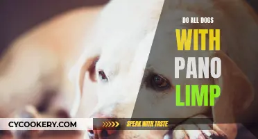 Not All Dogs With Pano Limp: What You Need To Know
