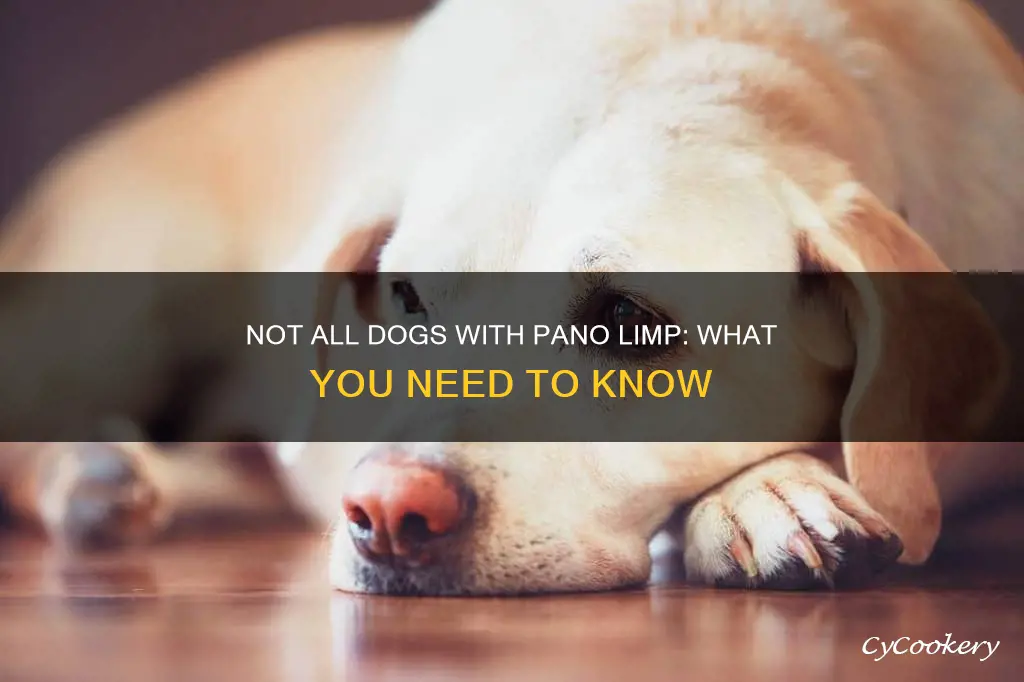 do all dogs with pano limp