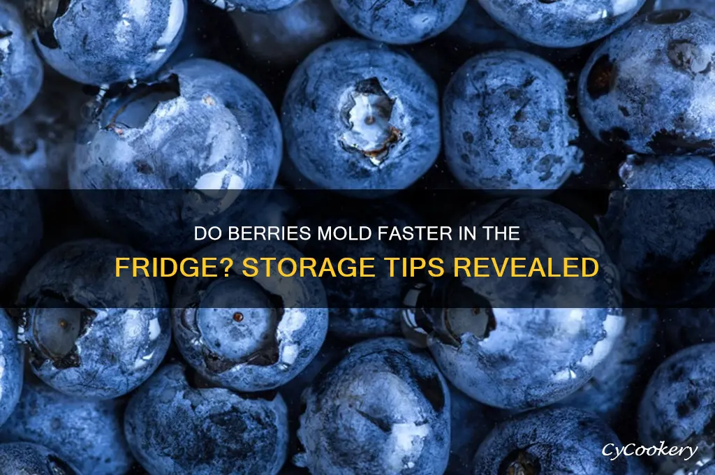 do berries mold faster in the refrigerator