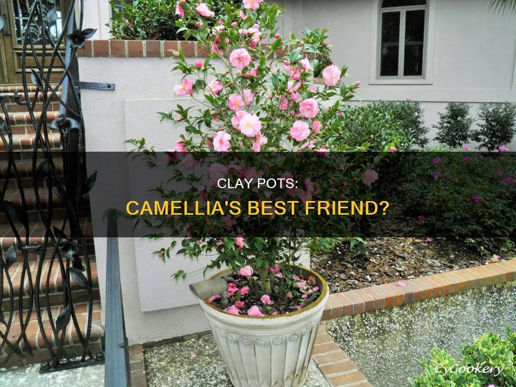 do camellia plants like clay pots and pans