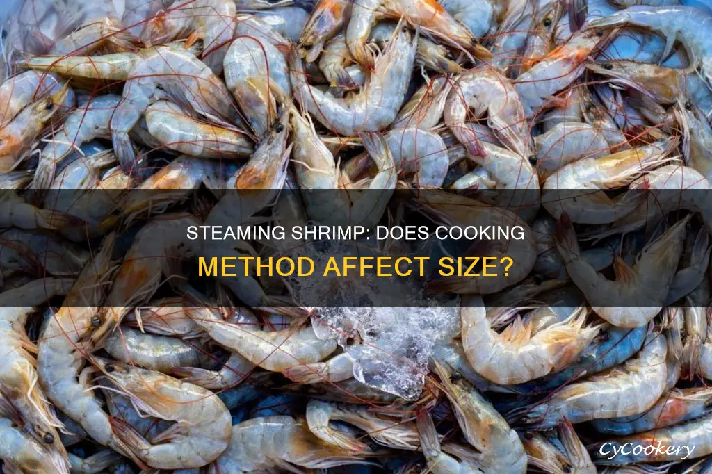 do cooked shrimp shrimp more when you steam them