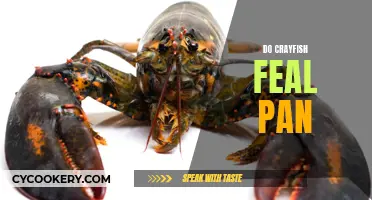 Crayfish and Pain: What's the Deal?