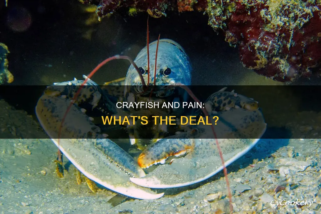 do crayfish feal pan